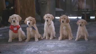 雪狗兄弟在线观看